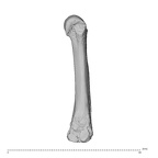 NH ZEN8 9 Mandrillus sphinx metacarpal third left ulnar