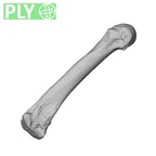 NH ZEN8 9 Mandrillus sphinx metacarpal third left ply