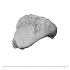NH ZEN8 9 Mandrillus sphinx os centrale left distal
