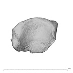 NH ZEN8 9 Mandrillus sphinx os centrale left ulnar