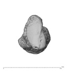 pisiform left