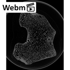 NH MER39 275 Mandrillus leucophaeus femur left distal ct stack movie