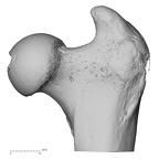 NH MER39 275 Mandrillus leucophaeus femur left proximal anterior