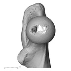NH MER39 275 Mandrillus leucophaeus femur left proximal medial