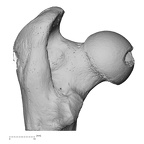 NH MER39 275 Mandrillus leucophaeus femur left proximal posterior