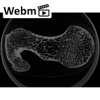 NH MER39 275 Mandrillus leucophaeus femur left proximal ct stack movie