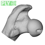 NH MER39 275 Mandrillus leucophaeus femur left proximal ply