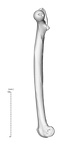 NH ZEN8 9 Mandrillus sphinx femur right medial
