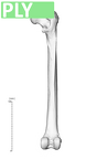 NH ZEN8 9 Mandrillus sphinx femur right ply