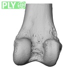 NH ZEN8 9 Mandrillus sphinx femur right distal ply