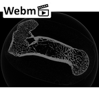 NH ZEN8 9 Mandrillus sphinx femur right proximal ct stack movie