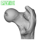 NH ZEN8 9 Mandrillus sphinx femur right proximal ply