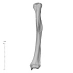 NH ZEN8 9 Mandrillus sphinx humerus left anterior