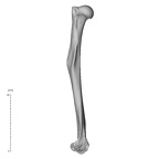 NH ZEN8 9 Mandrillus sphinx humerus left medial