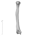 NH ZEN8 9 Mandrillus sphinx humerus left posterior
