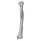 NH ZEN8 9 Mandrillus sphinx humerus left ply
