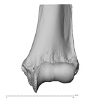 humerus left distal
