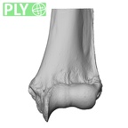 NH ZEN8 9 Mandrillus sphinx humerus left distal ply