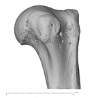 humerus left proximal