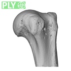 NH ZEN8 9 Mandrillus sphinx humerus left proximal ply