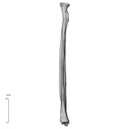 NH ZEN8 9 Mandrillus sphinx radius left medial