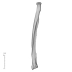 NH ZEN8 9 Mandrillus sphinx radius left posterior