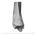 NH ZEN8 9 Mandrillus sphinx radius left distal medial