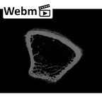 NH ZEN8 9 Mandrillus sphinx radius left distal ct stack movie