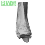 NH ZEN8 9 Mandrillus sphinx radius left distal ply