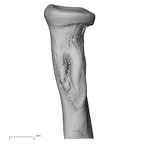 NH ZEN8 9 Mandrillus sphinx radius left proximal medial