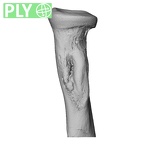 NH ZEN8 9 Mandrillus sphinx radius left proximal ply