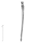 NH ZEN8 9 Mandrillus sphinx ulna left anterior