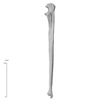 NH ZEN8 9 Mandrillus sphinx ulna left lateral