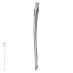 NH ZEN8 9 Mandrillus sphinx ulna left posterior