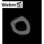 NH ZEN8 9 Mandrillus sphinx ulna left distal ct stack movie