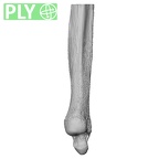 NH ZEN8 9 Mandrillus sphinx ulna left distal ply