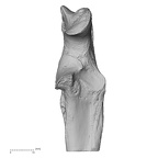 ulna left proximal