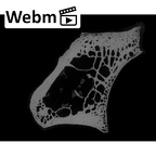 NH ZEN8 9 Mandrillus sphinx ulna left proximal ct stack movie