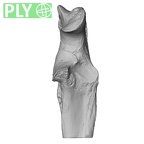 NH ZEN8 9 Mandrillus sphinx ulna left proximal ply