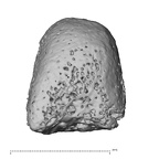 NH CON 214 Pan troglodytes schweinfurthii metatarsal third right epiphysis plantar