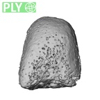 NH CON 214 Pan troglodytes schweinfurthii metatarsal third right epiphysis ply