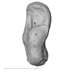 Foot