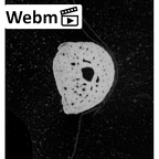 NH MER35 172 Pan troglodytes troglodytes foot phalanx fifth middle left ct stack movie