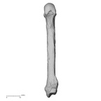 NH CAM2 301 Pan troglodytes troglodytes metacarpal fifth right palmar