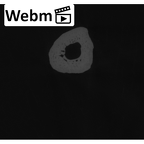 NH CAM2 301 Pan troglodytes troglodytes metacarpal fifth right ct stack movie
