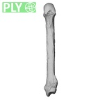 NH CAM2 301 Pan troglodytes troglodytes metacarpal fifth right ply