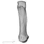 NH CAM2 301 Pan troglodytes troglodytes metacarpal first right palmar