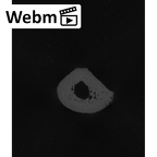 NH CAM2 301 Pan troglodytes troglodytes metacarpal first right ct stack movie