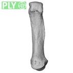 NH CAM2 301 Pan troglodytes troglodytes metacarpal first right ply