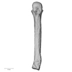 NH CAM2 301 Pan troglodytes troglodytes metacarpal fourth right palmar